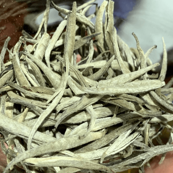 Bạch Trà Shan Tuyết Cổ Thụ Tà Xùa (Loại Phơi)
