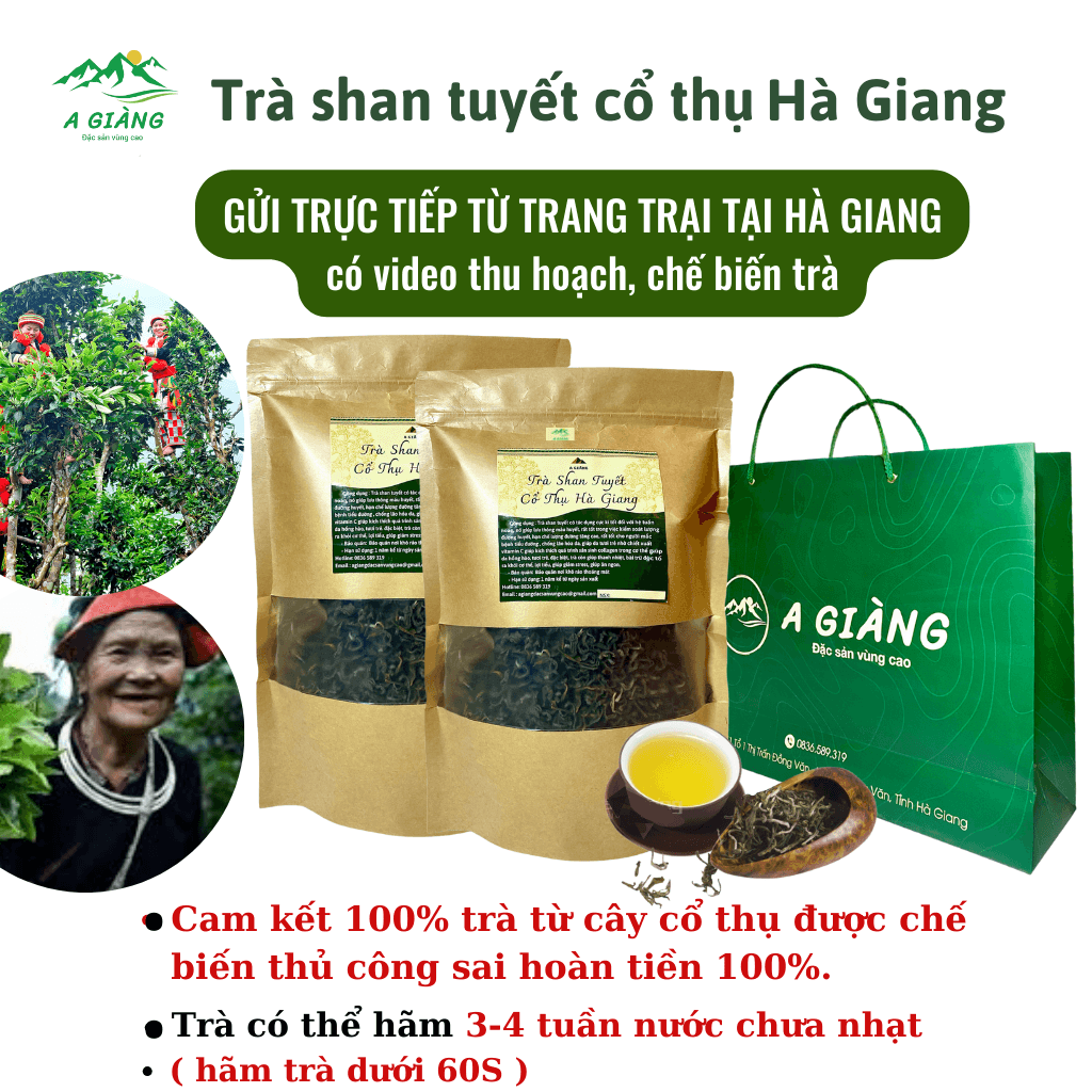 Lục Trà Shan Tuyết Cổ Thụ Hà Giang