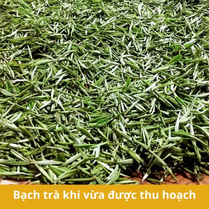 Trà shan tuyết cổ thụ Hà Giang, gói 500g — фото 3