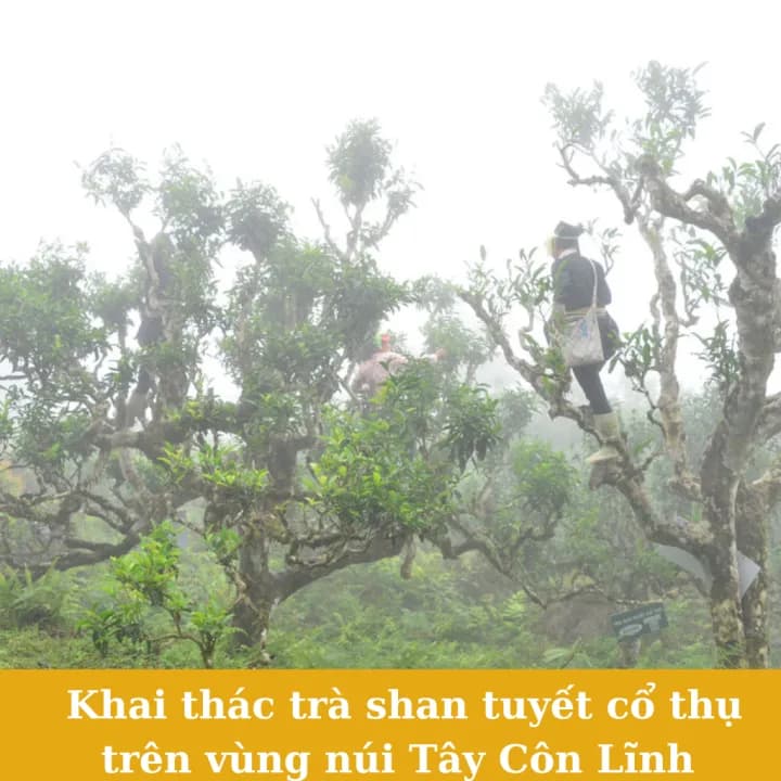 Trà shan tuyết cổ thụ Hà Giang, gói 500g — фото 4